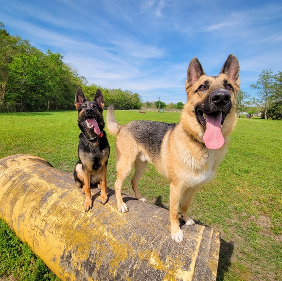 Meet your Posher, Taylor - Picture 2 of 4